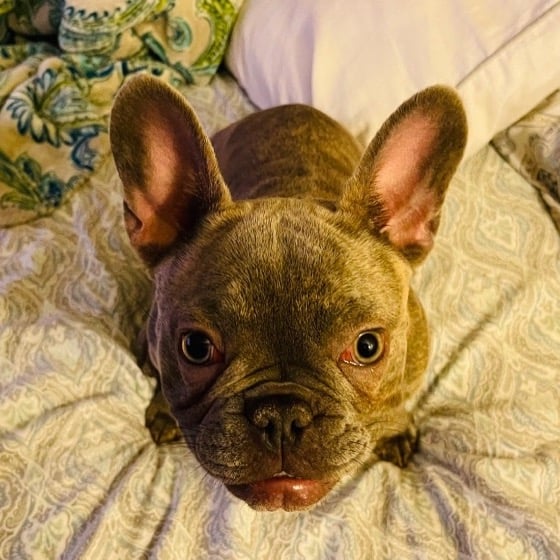 Lola the French Bulldog looking up at the camera